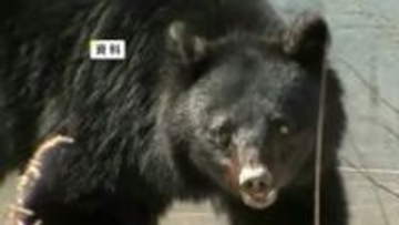 住宅敷地にクマ侵入、リンゴ食べられる被害　岩手県盛岡市川目