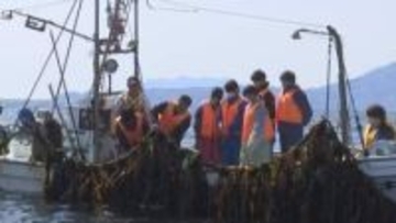 中学生がワカメの収穫体験　特産品の生産者に感謝　岩手県宮古市