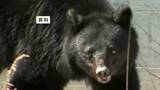 「クマに襲われたか…カモシカの死がい見つかる　爪のようなもので引き裂かれた跡　岩手県一関市」の画像1