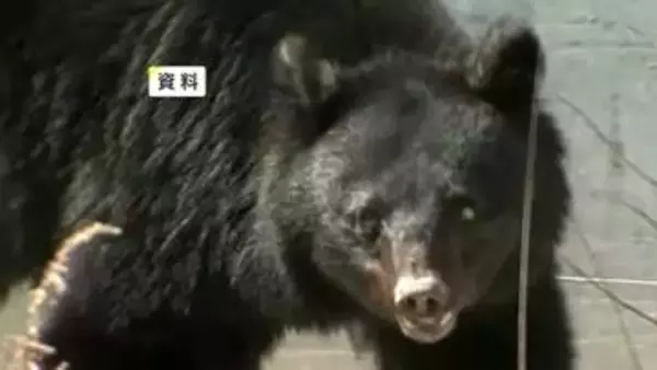 クマに襲われたか…カモシカの死がい見つかる　爪のようなもので引き裂かれた跡　岩手県一関市