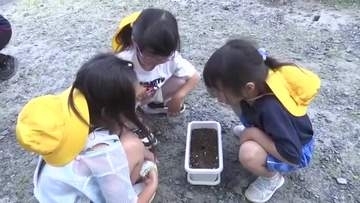 大槌町の児童がヒマワリの種まき　山田町から贈られた復興への願い　岩手県