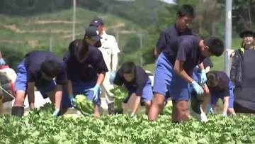 中学生がレタスの収穫体験　生産量東北一を誇る岩手・一戸町