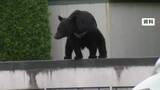 「捕獲想定数200頭　クマ被害受け岩手県が「指定管理捕獲」を初めて通年で実施」の画像1