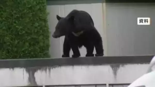 捕獲想定数200頭　クマ被害受け岩手県が「指定管理捕獲」を初めて通年で実施