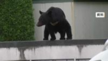捕獲想定数200頭　クマ被害受け岩手県が「指定管理捕獲」を初めて通年で実施