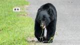 「クマが住宅敷地内倉庫の戸を破壊し侵入　コメぬかを食べられる　岩手県北上市」の画像1