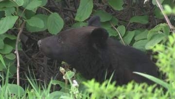 岩手大学に居座るクマをカメラが捉える　やぶから顔を出し周囲の様子うかがう　夜間も警戒継続　岩手・盛岡市