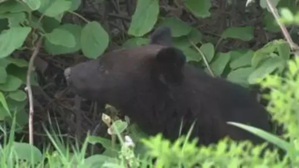 岩手大学に居座るクマをカメラが捉える　やぶから顔を出し周囲の様子うかがう　夜間も警戒継続　岩手・盛岡市