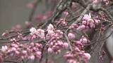 「平泉町でサクラの開花宣言　今季県内初　エドヒガン咲く　岩手県」の画像1