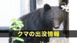 「【クマ目撃】小岩井農場の一本桜のそばでクマ1頭目撃　岩手県雫石町」の画像1