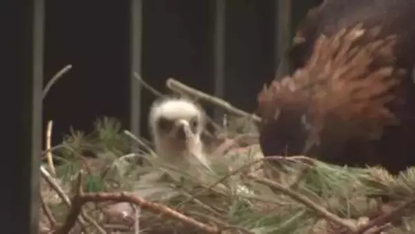 ニホンイヌワシのヒナ誕生　盛岡市動物公園ZOOMO　飼育下では岩手県内初