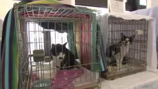 保護ネコの譲渡会　2月22日は「ニャン・ニャン・ニャン」でネコの日　岩手県盛岡市