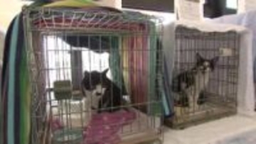 保護ネコの譲渡会　2月22日は「ニャン・ニャン・ニャン」でネコの日　岩手県盛岡市