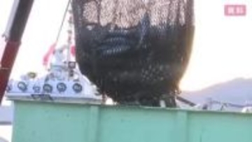 秋サケ不漁深刻　3年連続最低　総漁獲量　前年度比63.7％減　岩手県