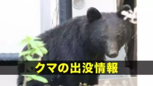 【速報】クマが木に登ったまま動かず　膠着状態が続く　警察や市が対応検討　岩手・遠野市