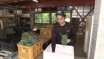 「指定野菜」ブロッコリー　生産拡大に壁…資材高騰が影響（岩手・宮古地域）