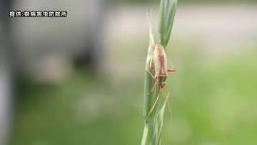 斑点米カメムシ類多発 県が注意報　イネの品質低下招く　岩手県