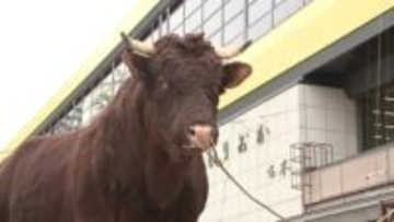 「全国闘牛サミット」久慈市で開催へ　100日前ＰＲイベント　岩手県