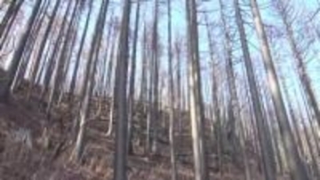 平成以降最大3370ha焼失、大船渡の山林で続く倒木危険と復旧停滞　森林再生へ現場で見えた課題　岩手・大船渡市山林火災から1年