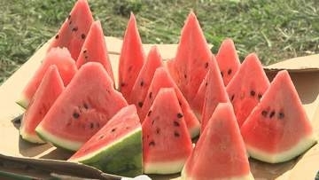 スイカ収穫を滝沢市の児童が体験　取れたてを試食　岩手県