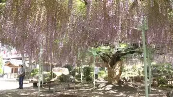 風にゆれる藤のカーテン　大日堂・五百羅漢で見頃