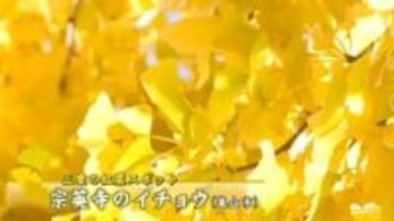 きらきらと　舞うイチョウ吹雪