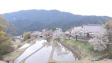 三多気の桜が満開　棚田に映る「逆さのサクラ」も楽しめる