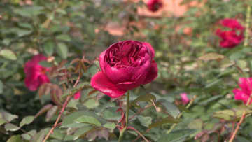 ベルファームのバラ美しく