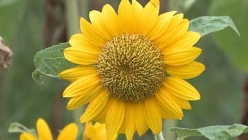 夏の風物詩ヒマワリ見ごろ
