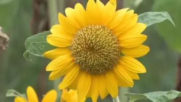 夏の風物詩ヒマワリ見ごろ