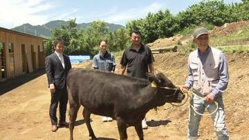 松阪牛の伝統守る　民間支援で肥育農家が再建