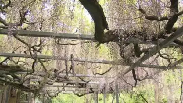 樹齢300年「竜神の藤」も　太江寺で藤満開