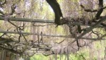 樹齢300年「竜神の藤」も　太江寺で藤満開