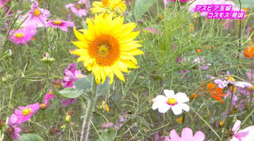 コスモスとヒマワリが競演　長引く暑さの影響受け