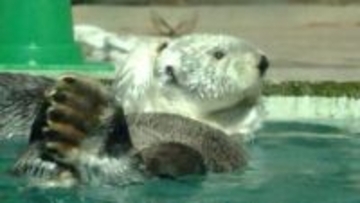 ラッコを時間制限なく観覧　水族館貸し切りプレミアムナイト　三重・鳥羽市