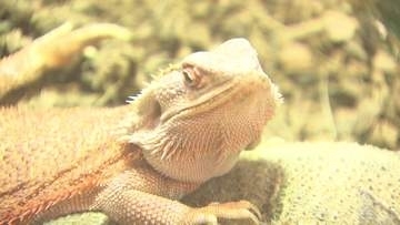 ジャングルの生き物大集合　家族連れでにぎわう