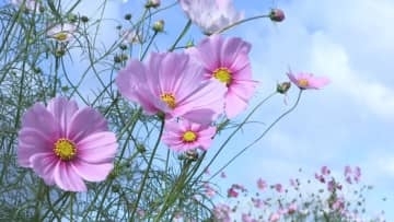 秋色に染まる関町　コスモス畑が満開　ヒマワリの名残も