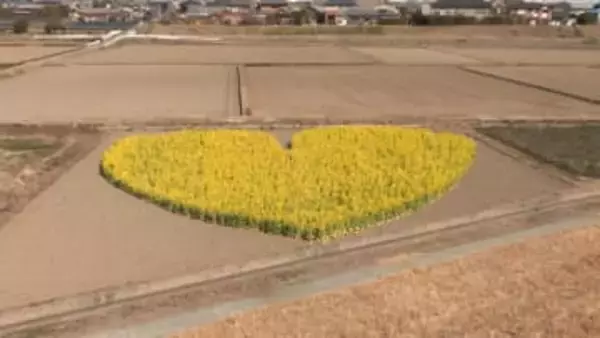 3月中旬まで　ハート型の菜の花見ごろ　三重・津市
