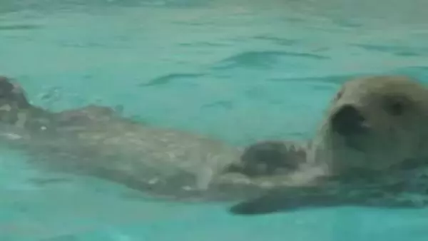ラッコに長蛇の列　鳥羽水族館で連休最終日もにぎわい