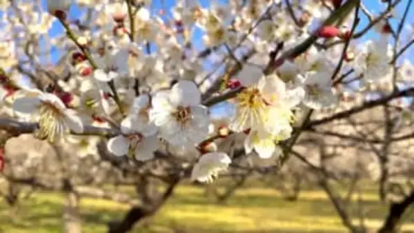丘陵地が白く染まる　農場で梅の花が見ごろ