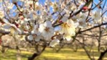 丘陵地が白く染まる　農場で梅の花が見ごろ