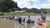 「粒が大きく甘みがあり粘り気のある「美杉清流米」　家族連れ約50人が田植え体験」の画像1