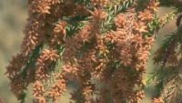 「目の玉をとって洗いたい」花粉飛散　今年の特徴は？