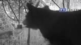 「クマの緊急銃猟に対応するハンターチーム編成へ　東海3県で初の取り組み」の画像1