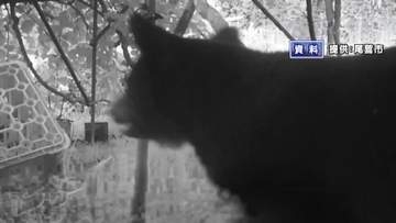 クマの緊急銃猟に対応するハンターチーム編成へ　東海3県で初の取り組み