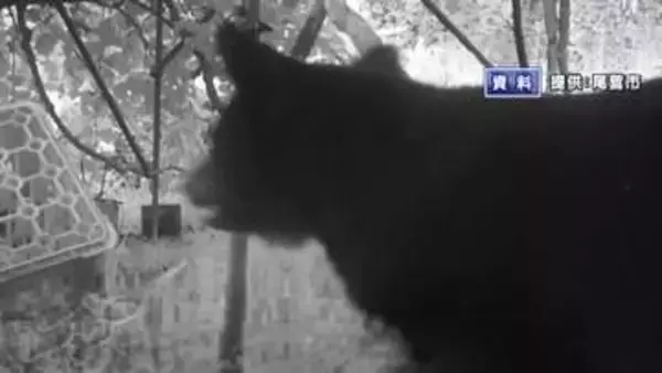 クマの緊急銃猟に対応するハンターチーム編成へ　東海3県で初の取り組み