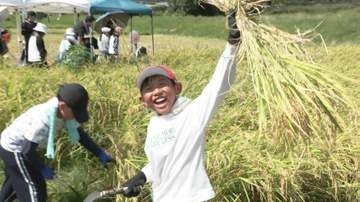 植えた稲を自分たちで収穫　小学生が郷土の農業学ぶ
