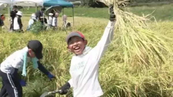 植えた稲を自分たちで収穫　小学生が郷土の農業学ぶ