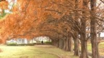 石垣池公園のメタセコイアが紅葉の見ごろ　約70本が秋色に染まる