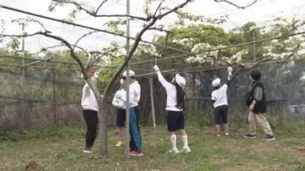 ポンポンで実り！小学生が香良洲梨授粉体験